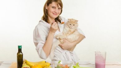 cat food, Best Cat Foods that is Essential for the Health of Your Cat