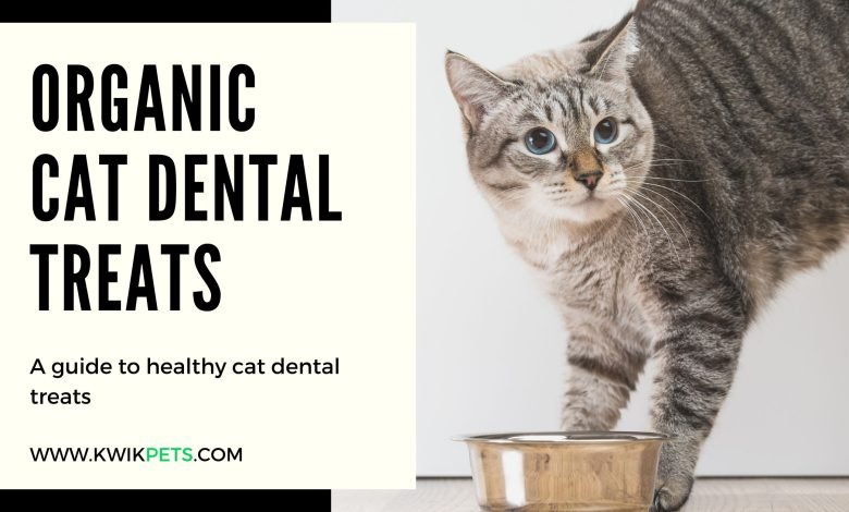 best cat dental treats