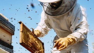 bee hive removal expert near me