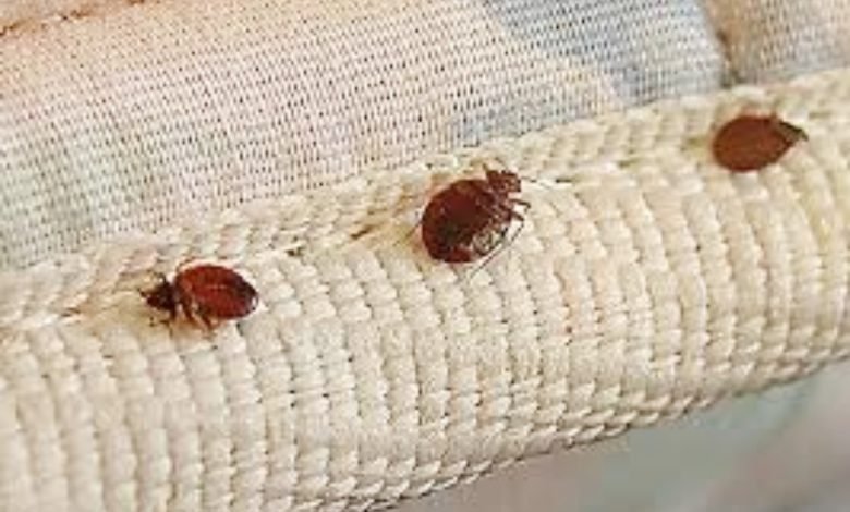 best pest control for bed bugs