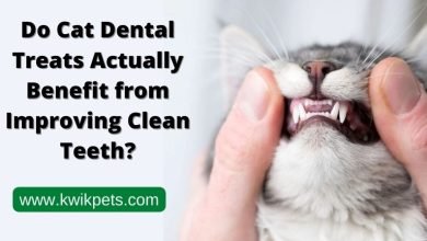 Cat dental Treats