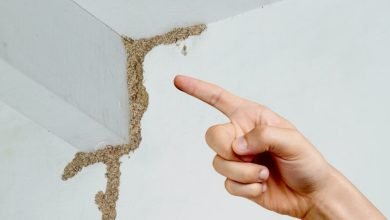 affordable termites specialist near me