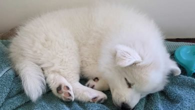 husky puppy sleeping