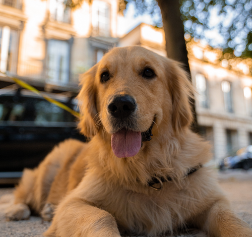 Golden Retriver