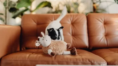 Is Lamb Chop Dog Toy Safe for Your Furry dog?